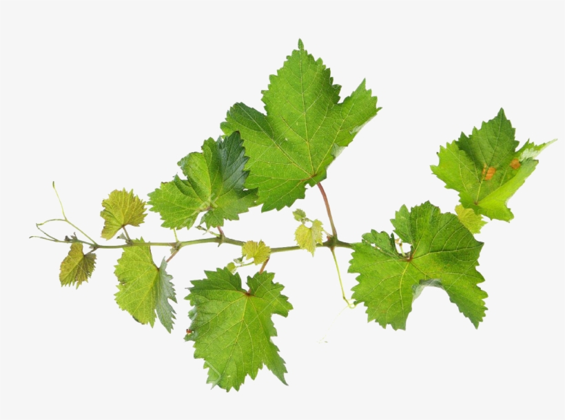 Grape Leaves Png - Grape Vine Leaves Png, transparent png #724919