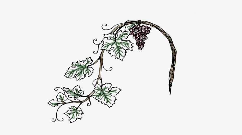 No Experience Necessary - Vine Black And White Clipart, transparent png #725291