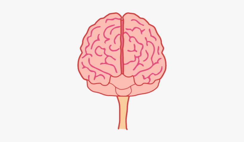 Animated Brain Png - Brain Front View Png - Free Transparent PNG Download - PNGkey Animated Brain Png - Brain Front View Png - Free Transparent PNG Download - PNGkey