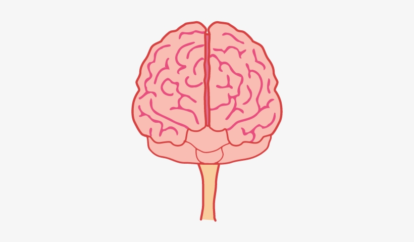 Animated Brain Png - Brain Front View Png, transparent png #725295