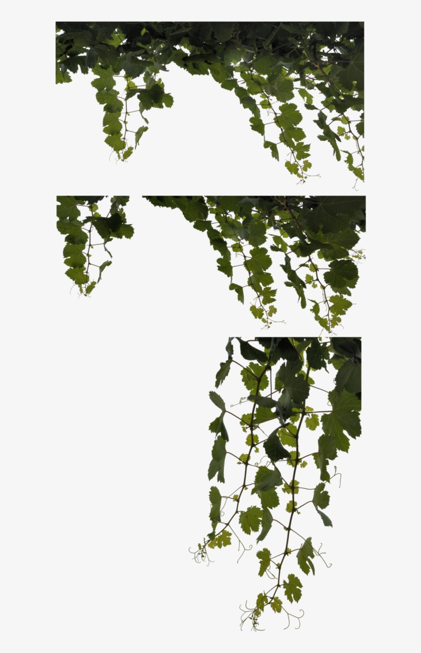 Vine Leaves - Canoe Birch, transparent png #725388
