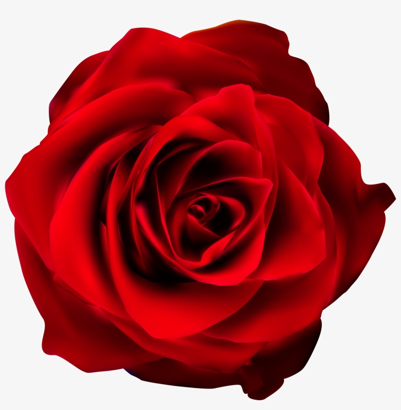 Red Rose Transparent Png Clip Art Image, transparent png #725552
