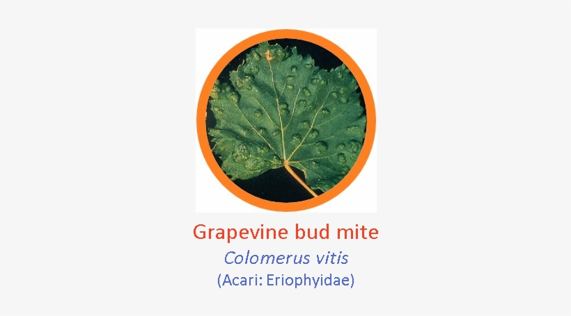 Grapevine, transparent png #725636