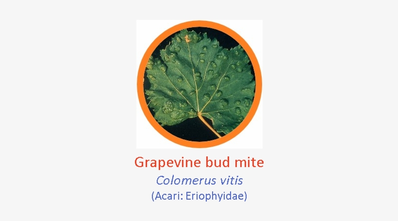 Grapevine, transparent png #725636