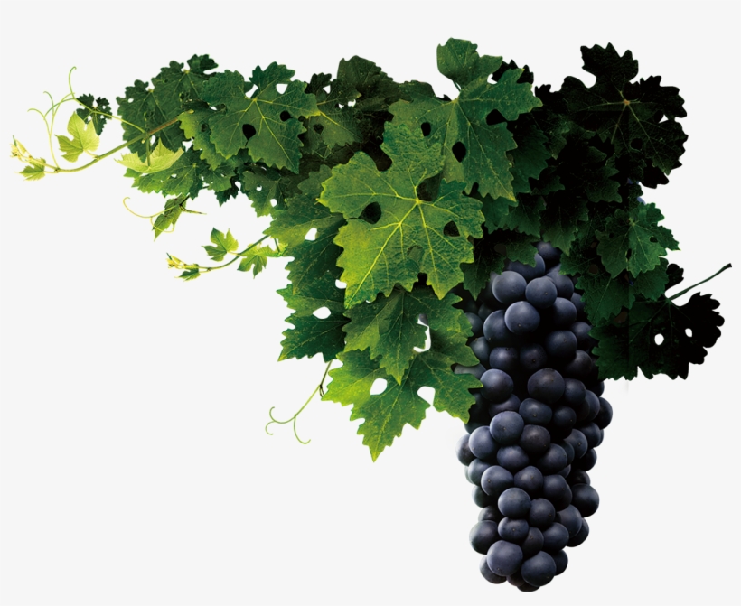Grapevine Png Transparent - Grape Seed Png, transparent png #725994