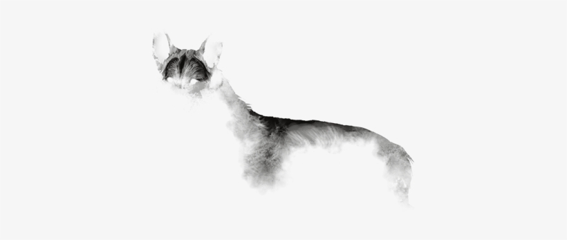 Back Splatter - Llama, transparent png #726016