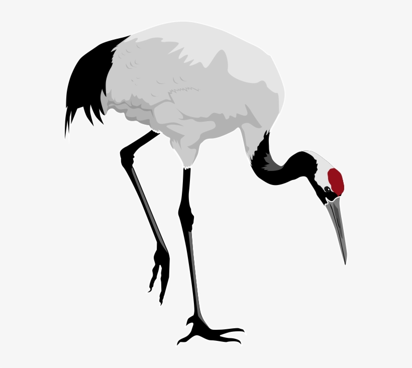 Red-crowned Cranes - Google Zoeken - Red Crowned Crane Clipart, transparent png #726164