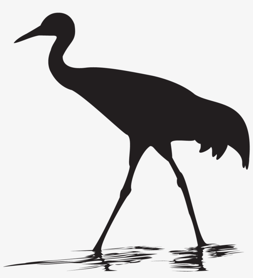 Whooping Crane Overview - Sandhill Crane Png, transparent png #726345