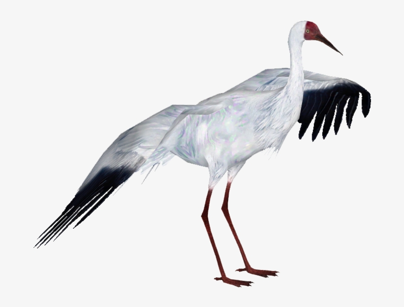 Siberian Crane - Whooping Crane Png Transparent, transparent png #726457
