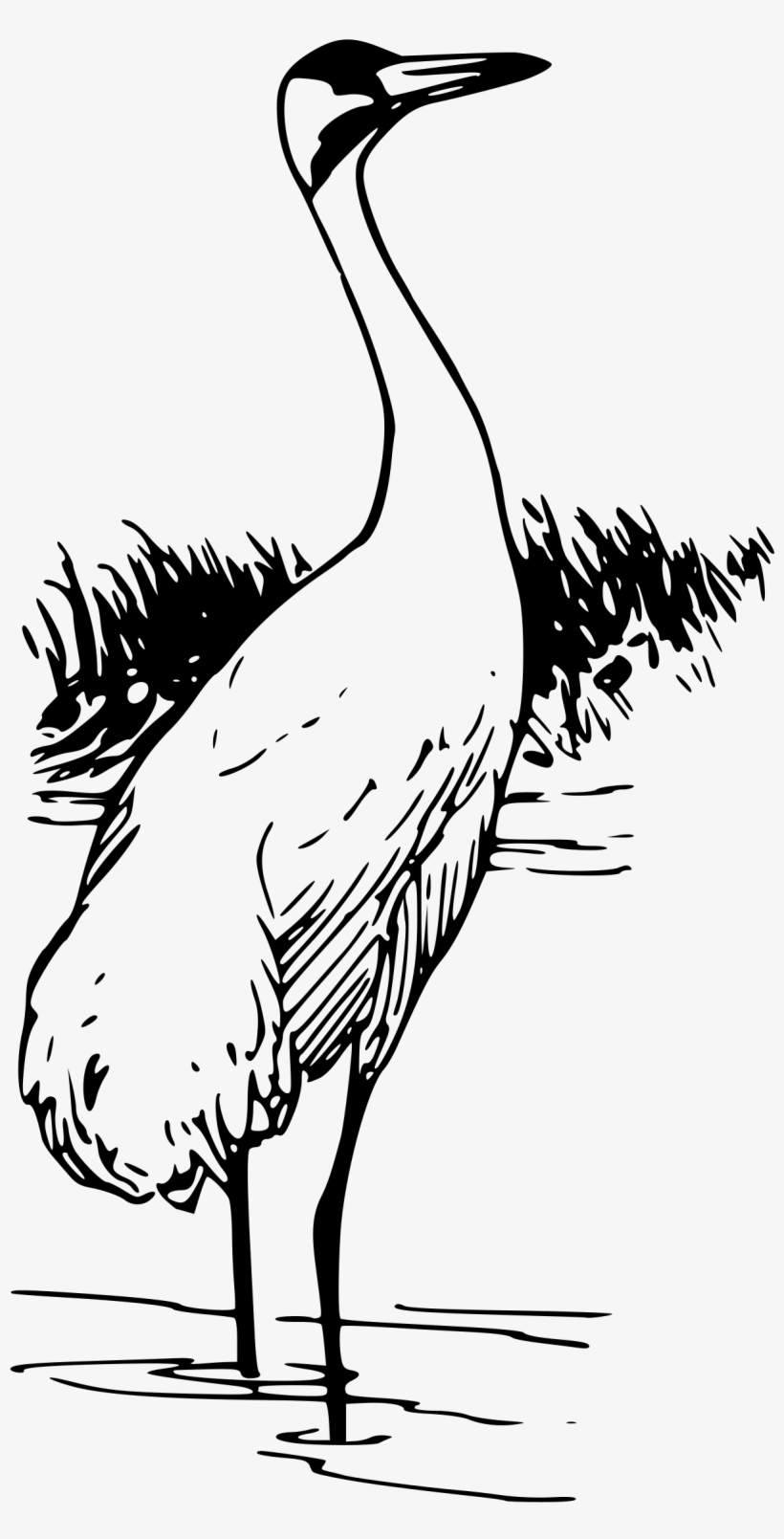 Sandhill Crane Clipart Black And White - Outline Of Black Necked Crane, transparent png #726662