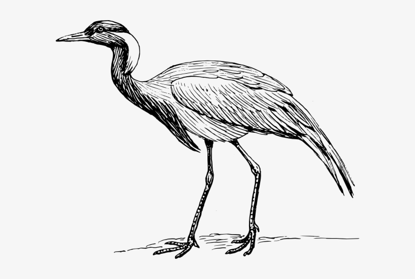 Bird Clipart Blue Crane - Crane Drawings Bird, transparent png #726683