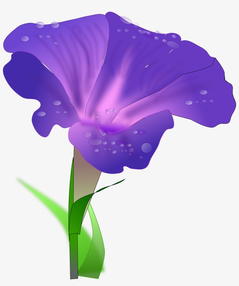 Japanese Morning Glory Drawing Flower Water Spinach - Morning Glory Png, transparent png #727172