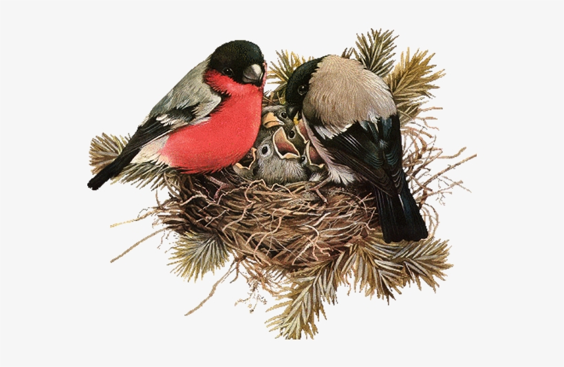 Nest Png File Download Free - Aves En Su Nido, transparent png #727346