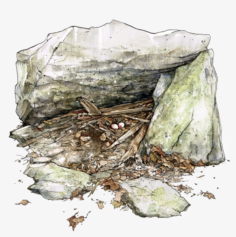 Vulturenest - Portable Network Graphics, transparent png #728207