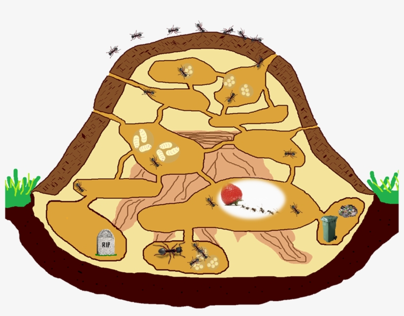Internal Construction - Ant Nest Clipart, transparent png #728563