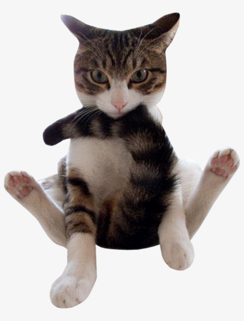 Cat By Northernstarimages On - Chat Qui Se Mord La Queue, transparent png #728570