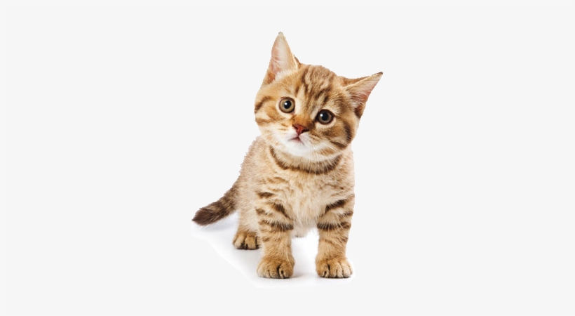 Cute Cat - Cute Cat Png, transparent png #728603