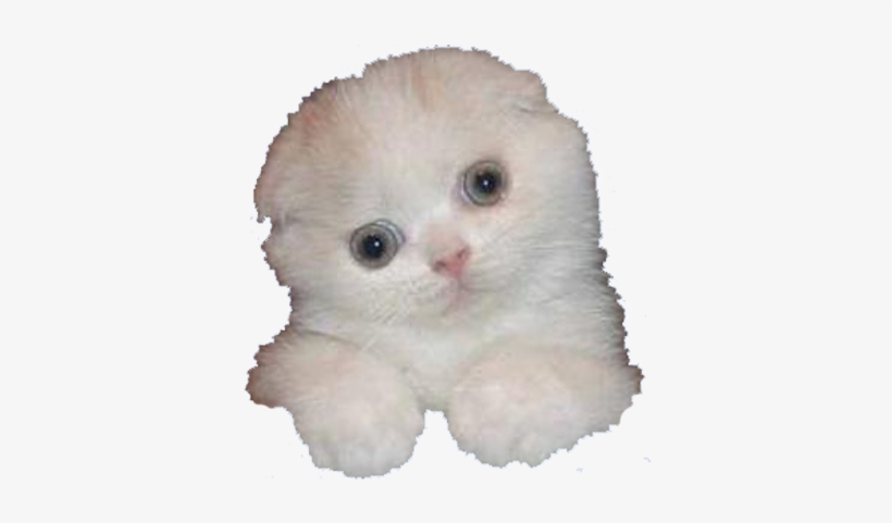 Banner Library Download Cats Png For Free Download - Souter Lighthouse, transparent png #728642