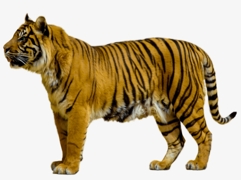 Animals Clipart Png,cartoon Animals Png,cute Animal - Tiger Transparent Background, transparent png #728871