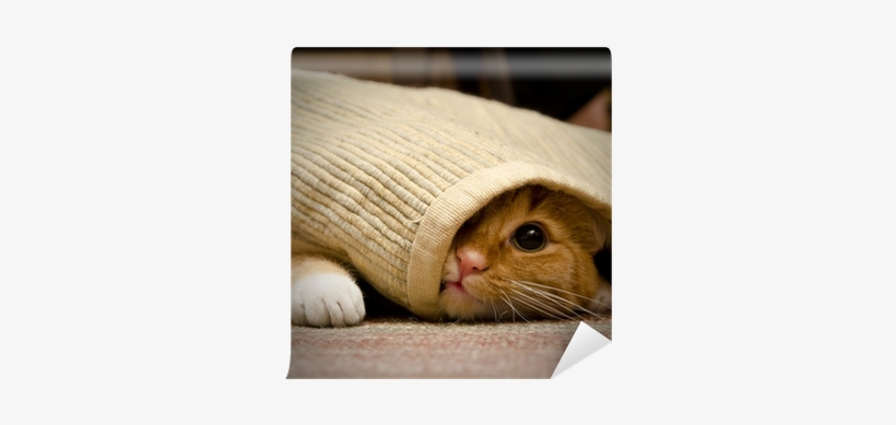 Un Chat Se Cache, transparent png #729178