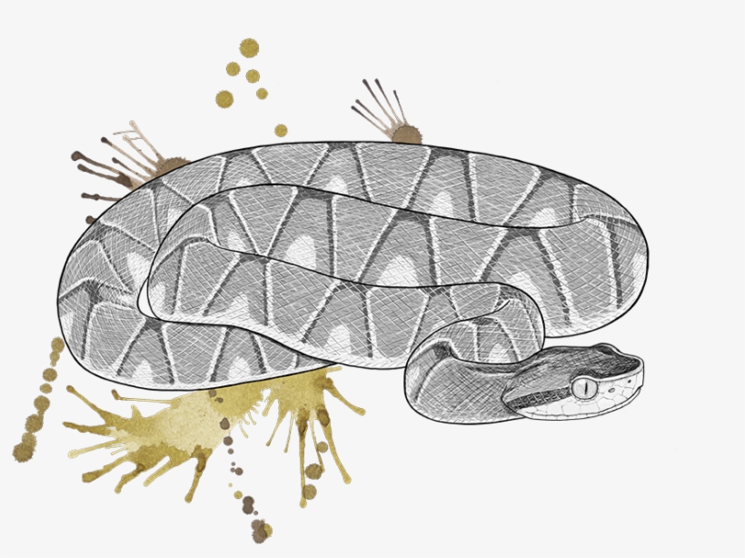Venomous Pharmaceuticals Bothrops Jaracaca © Phoebebell, transparent png #7207899