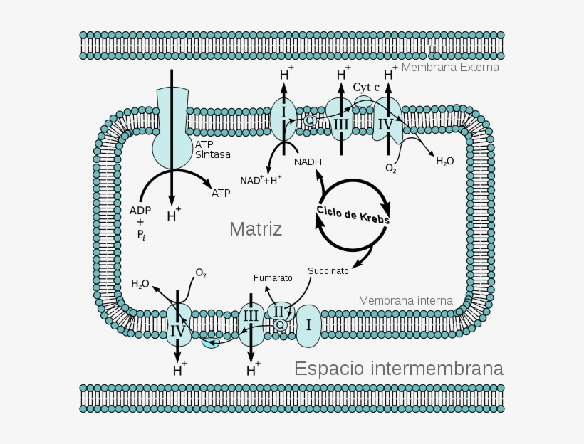 Mitochondrial Electron Transport Chain Es, transparent png #7208935
