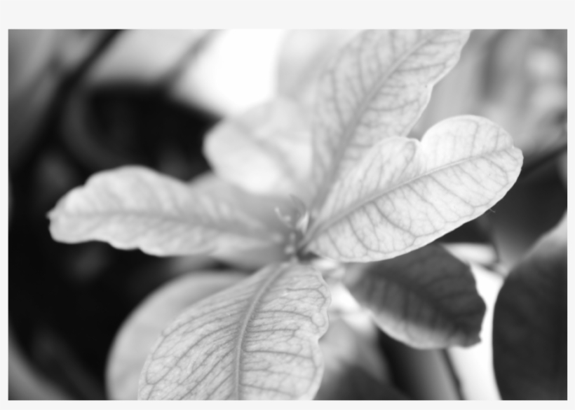 Predominan Los Tonos Claros Sin Llegar A Sobre Exponer,, transparent png #7216333