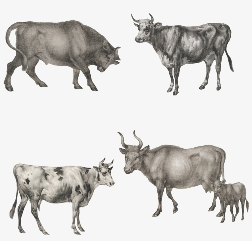 Ox Animal Png, transparent png #7219009