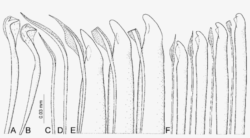 Neuropodial Bidentate Hooded Hook Of Segment, transparent png #7225314