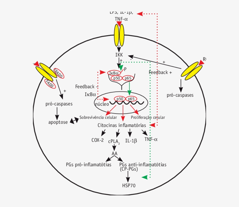 Interação Entre As Ros, Citocinas Inflamatórias E Receptores, transparent png #7229106