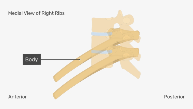 Medial View Of The Body Of The Right Ribs With Vertebrae, transparent png #7230248