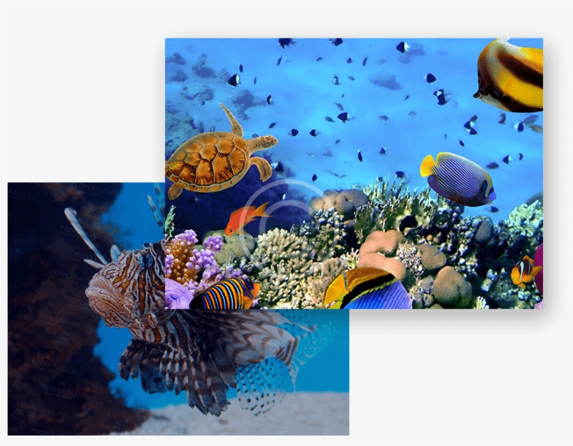 Fish Health, transparent png #7242333