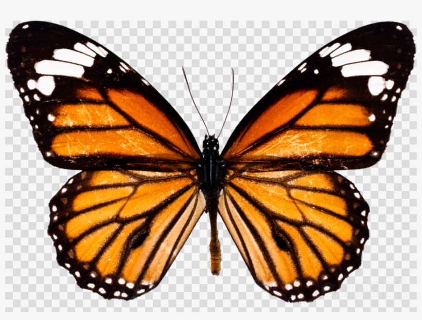 Monarch Butterfly Png Clipart Monarch Butterfly Insect, transparent png #7243810