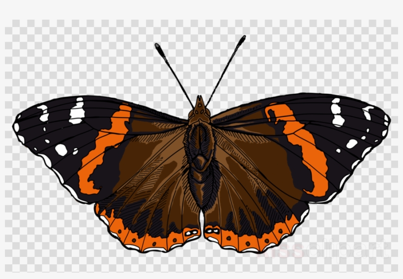 Admiral Butterfly Png Clipart Monarch Butterfly Red, transparent png #7243871