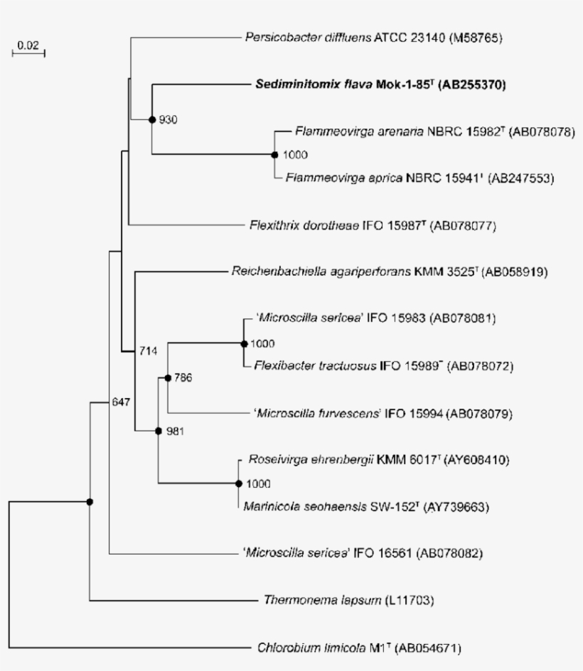 Neighbour Joining Phylogenetic Tree Of Sediminitomix, transparent png #7245043