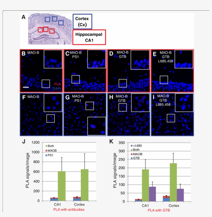 Proximity Ligation Assay To Visualize The Ps1/mao B, transparent png #7250394