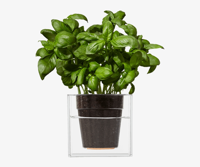 Vanaf Nu Vergeet Je Nooit Meer Om De Planten Water, transparent png #7255550