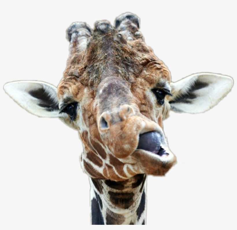 Derp Mouth Png, transparent png #7257416