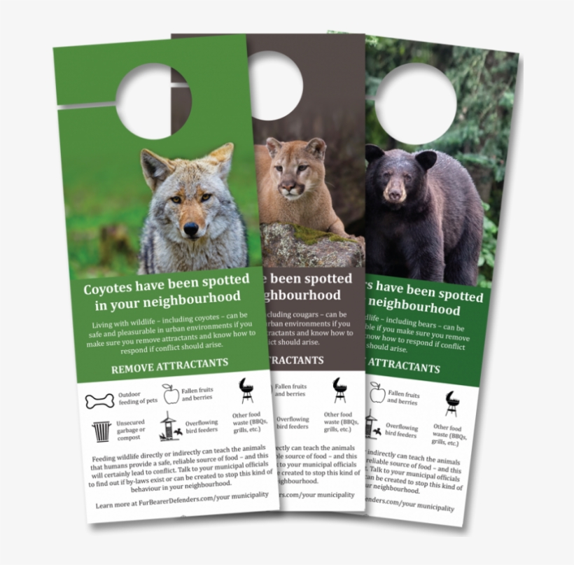 Coyote, Cougar, And Bear, transparent png #7262372