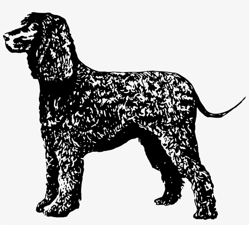 Irish Water Spaniel Icons Png, transparent png #7262885