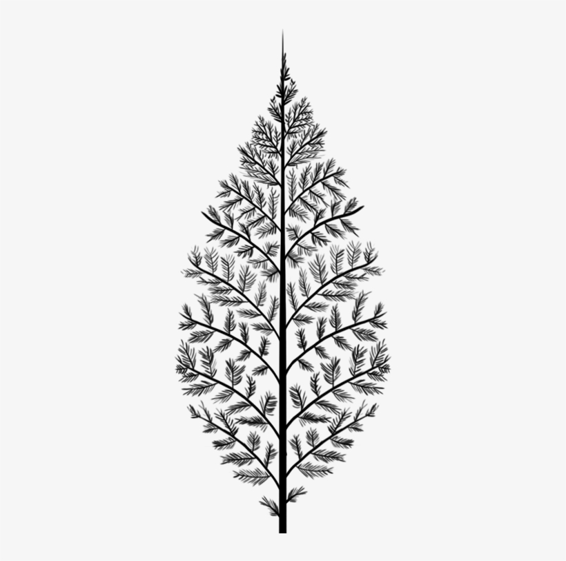 Feather, transparent png #7264116