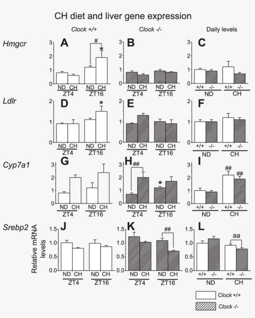 Effect Of A Ch Diet On Liver Gene Expression, transparent png #7264708