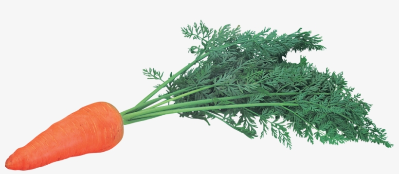 Carrots Carrot, transparent png #7267570