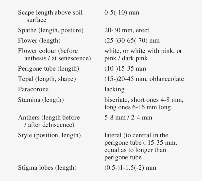 Variation Of Morphological Characters In Zephyranthes, transparent png #7269401