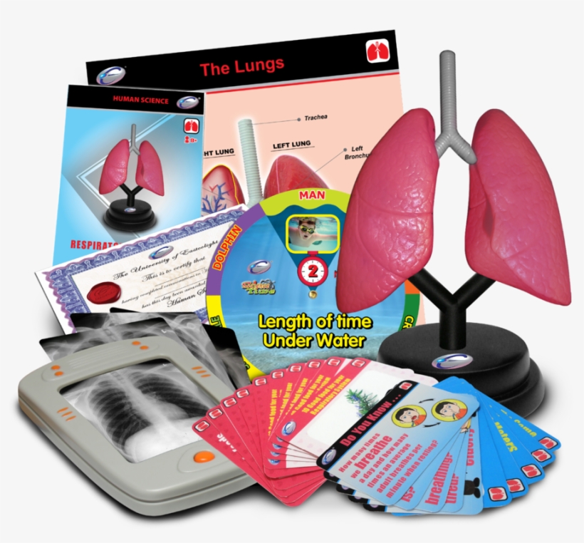 Respiratory Deluxe Set, transparent png #7272349
