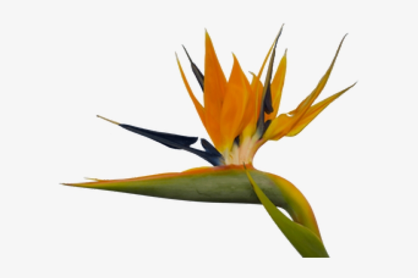 Bird Of Paradise Clipart Paradise Plant, transparent png #7272409