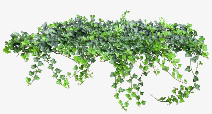 Tale Fairy Vine Ivy Texture Png Free Photo, transparent png #7273776