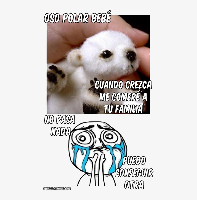 Memes De Osos, transparent png #7275079