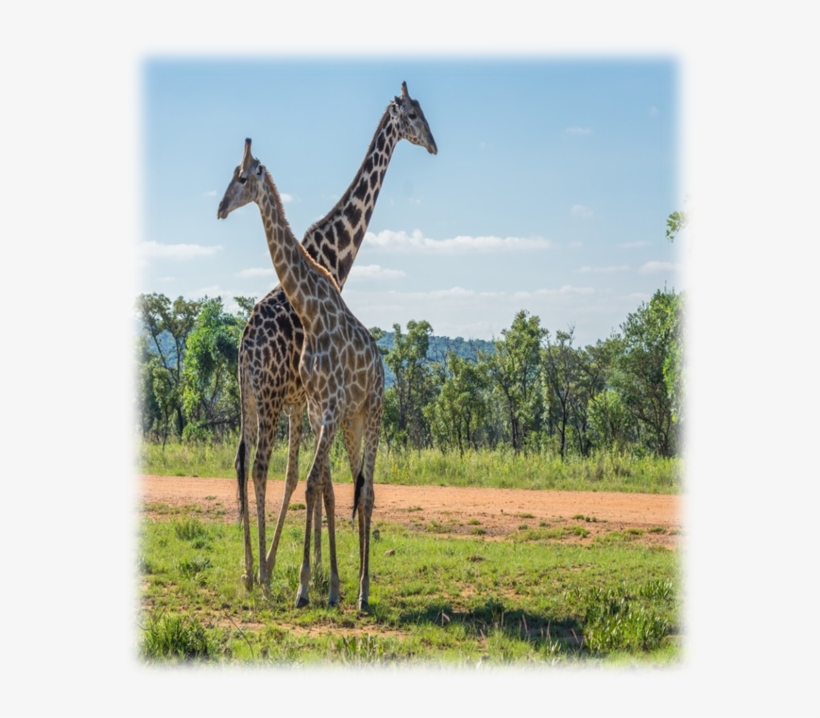 On Safari, transparent png #7275142
