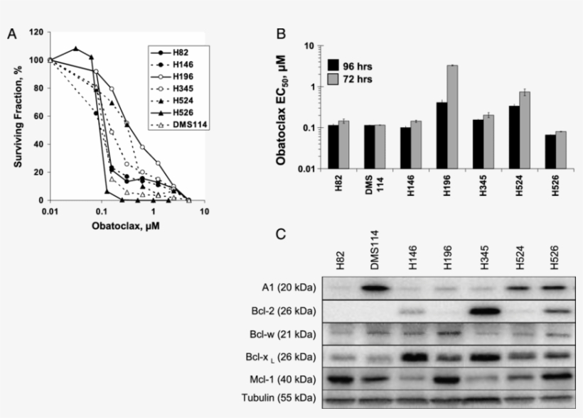 Obatoclax Decreased The Viability Of Sclc Cells With, transparent png #7277162